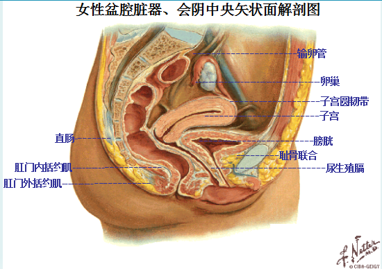 產(chǎn)后盆底康復|女性盆底主要脹器有哪些？