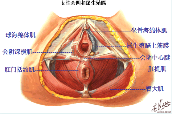 產(chǎn)后盆底修復(fù)，為什么產(chǎn)后的女性需要做盆底肌康復(fù)？