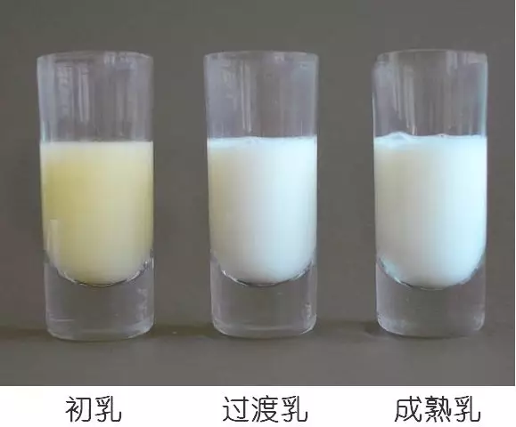 母乳營(yíng)養(yǎng)成分檢測(cè)，母乳分析儀的好處您知多少？